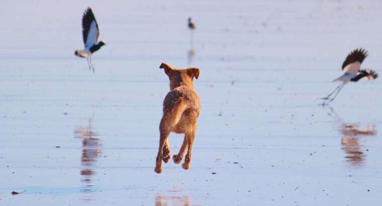 Jagdkontrolltraining