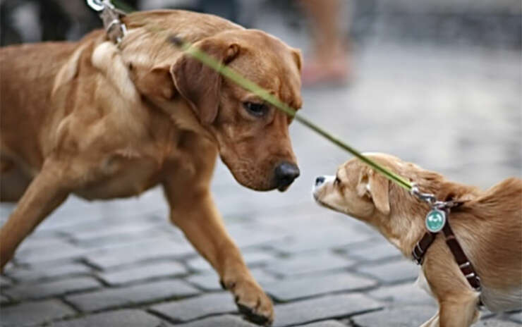 Hundebegegnung entspannt