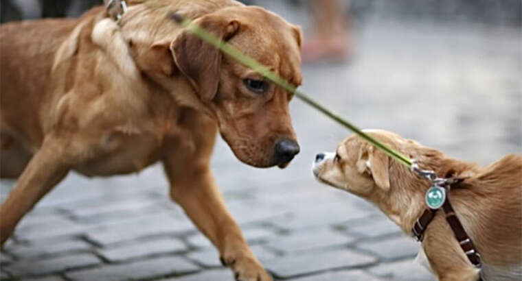Hundebegegnung entspannt